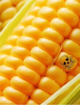 Corn-with-poison-symbol.jpg